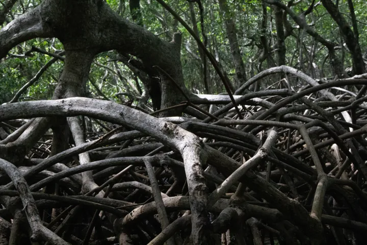 Raíces entrelazadas de los manglares de Sontecomapan sobre el agua