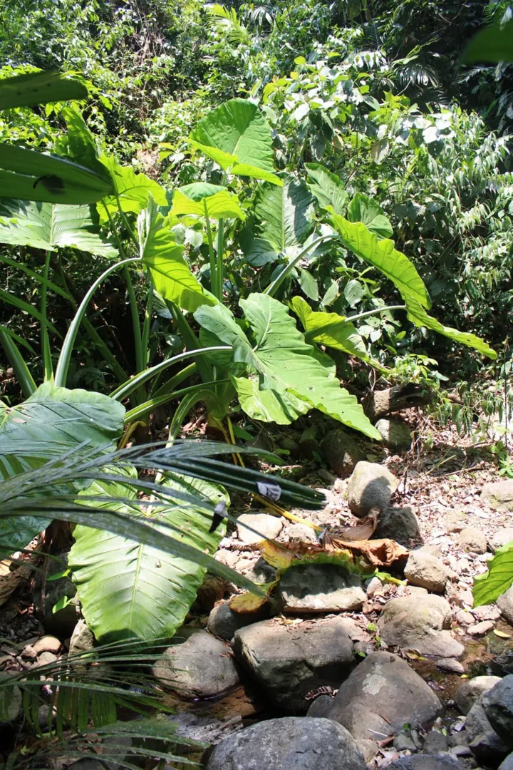 Grandes hojas y vegetación densa de la selva de Los Tuxtlas
